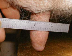 Teat after milking: 1.0 inches